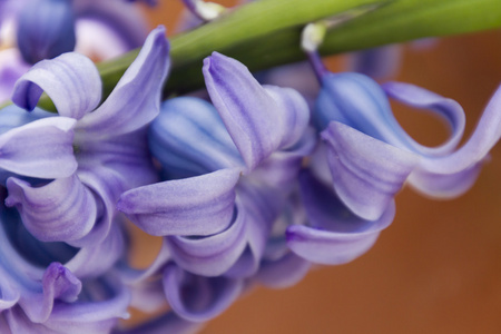 花园里的风信子花