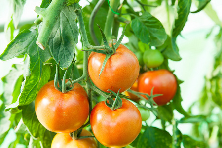 有机番茄的温室