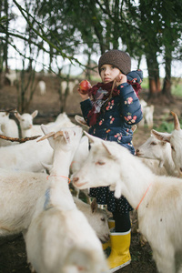 小孩子在奶酪农场外面玩山羊图片