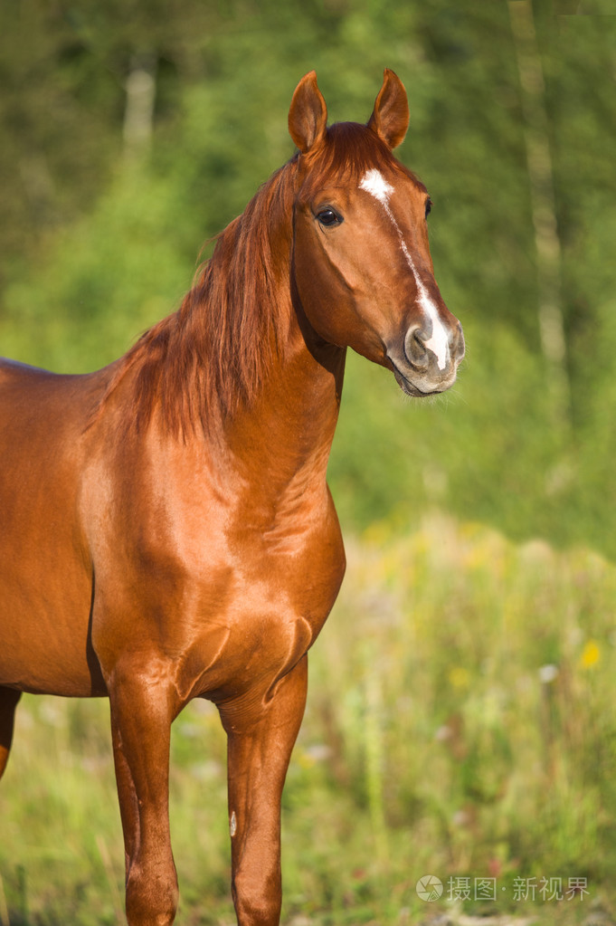 在自然中的红马的画像