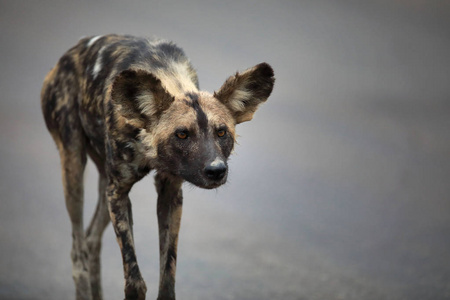 自由漫游非洲野狗卡昂肖像