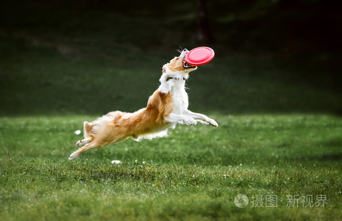红色的边境牧羊犬的狗跳上飞盘飞碟