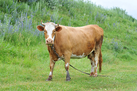 红牛牛角拴放牧照片