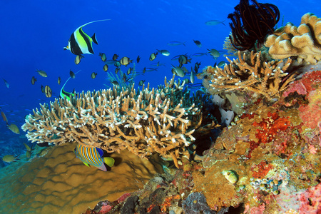 科莫多巨蜥珊瑚礁