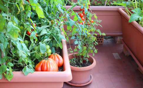 小公寓花园城市中的西红柿植物