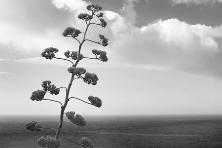 龙舌兰花卉与地中海海景植物, 黑白相间