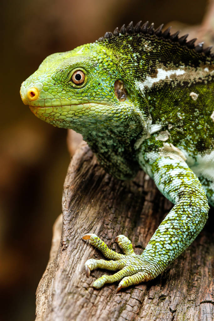 关于第六的斐济冠鬣蜥 (brachylophus vitiensis) 的画像