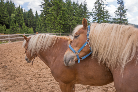 Haflinger 光匹棕色的马户外