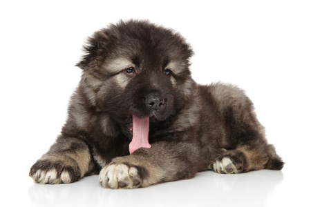 高加索牧羊犬在白色的高加索牧羊犬小狗照片