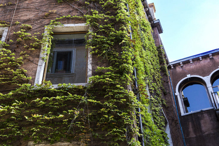 住宅墙上的装饰性绿色攀援植物