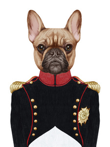 法国斗牛犬在军装的肖像图片