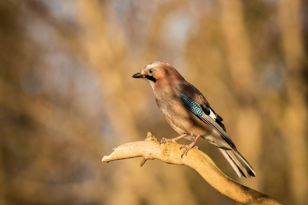 鸟杰伊 garrulus glandarius 在森林背景。野生动物.欧亚鸦, 坐在自然界的树枝上