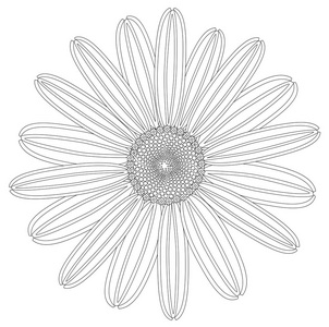 美丽画菊花分离矢量 eps 10画菊花花.花卉手绘植物元素插图.