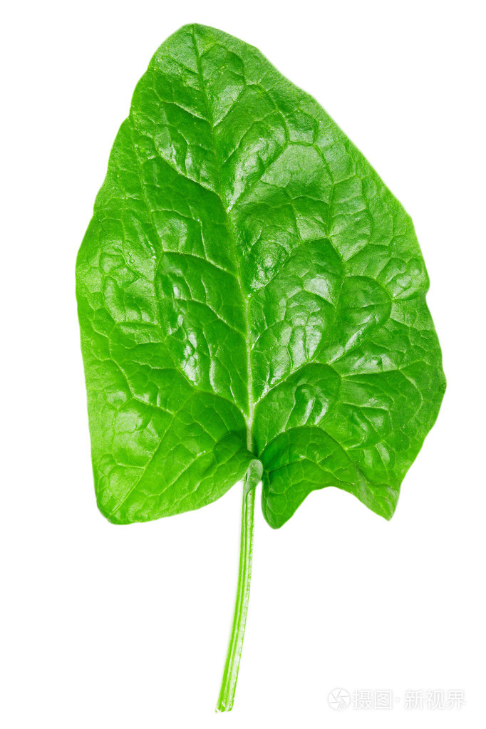 白色背景上的绿色菠菜叶