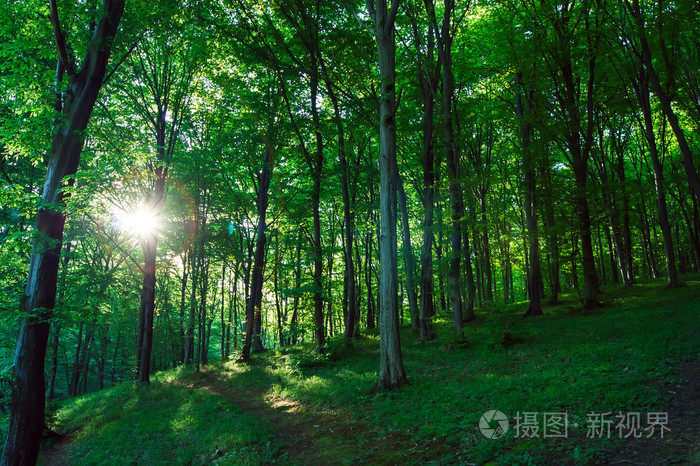 美丽的绿色森林与阳光