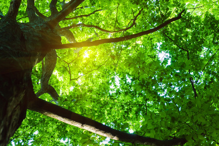 绿色森林与阳光图片