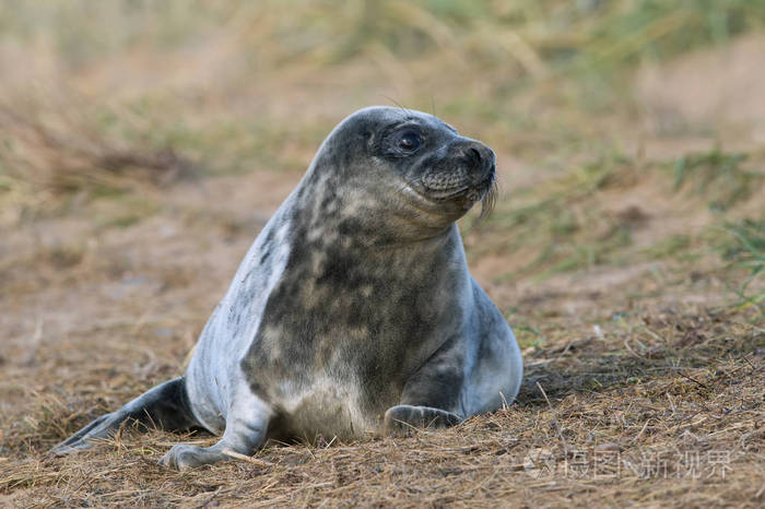 大西洋灰海豹幼崽(halichoerusgrypus)