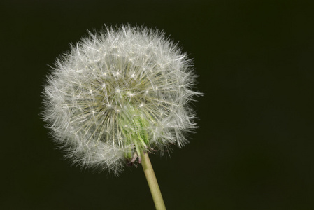 蒲公英的 Blowball 剪影