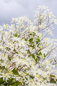 Clematis paniculataClematis paniculata