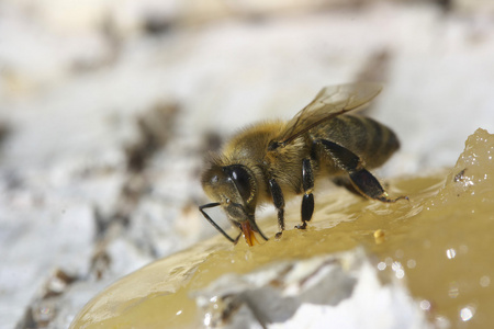 蜜蜂吃蜂蜜