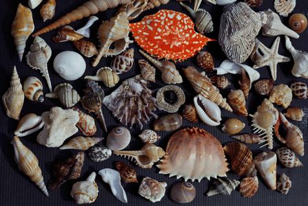 很多的贝壳上测设与蟹