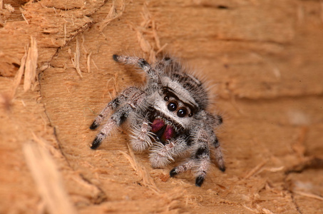 跳蜘蛛 Phidippus 丽君