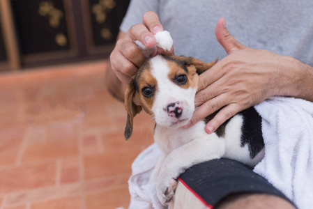 手持小猎犬的男子