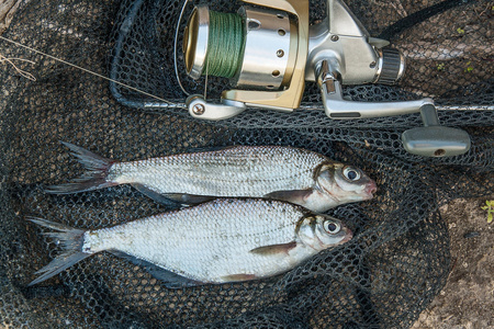 大礼帽,反对白色背景黑白渔网中的女人渔网用软木塞渔网袜女腿的蜕变