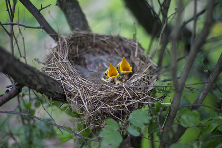 打开巢图片-打开巢素材-打开巢插画-摄图新视界