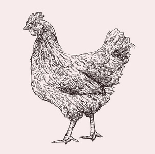 手绘母鸡图片-手绘母鸡素材-手绘母鸡插画-摄图新视界