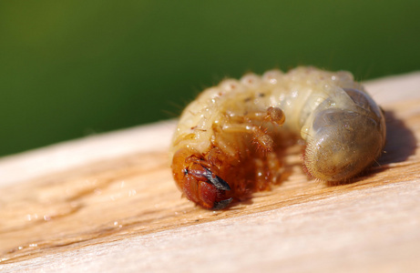 Larva ekne