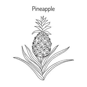 菠萝 Ananas 凤梨, 热带植物