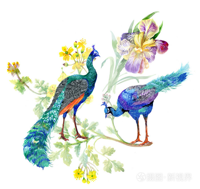 水彩的孔雀和鸢尾花照片 正版商用图片0fbcyl 摄图新视界