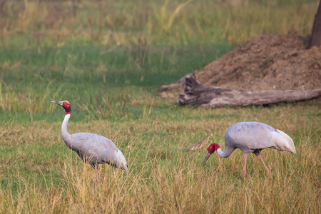 丹顶鹤 鹤安提戈涅 其中加纳国家公园，Bh