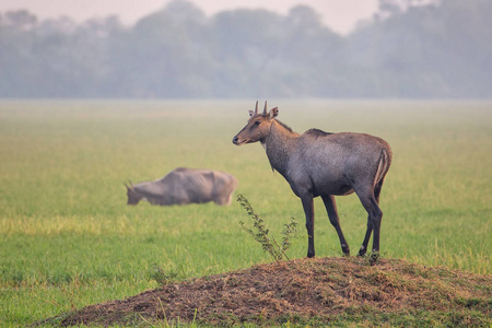 男 Nilgai Boselaphus tragocamelus 站在其中加纳