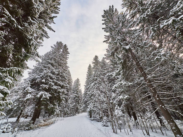 针叶林在冬天