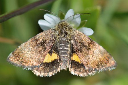 小黄色翼蛾 Panemeria tenebrata 与后翅可见