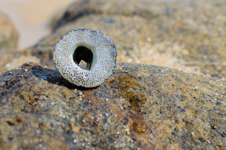 岩石海滩上的蛤。自然结构