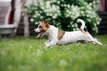 杰克罗素梗犬犬种走上性质