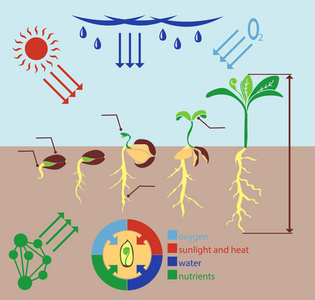 玉米植物从玉米生长植物的信息图阶段.照片