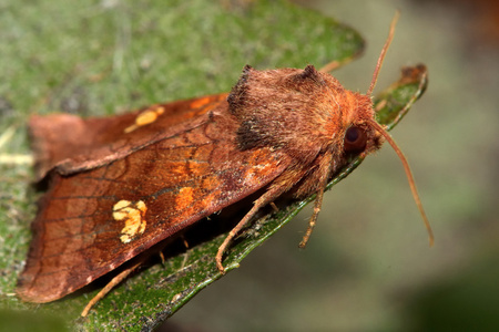 在配置文件中的飞蛾耳 Amphipoea oculea