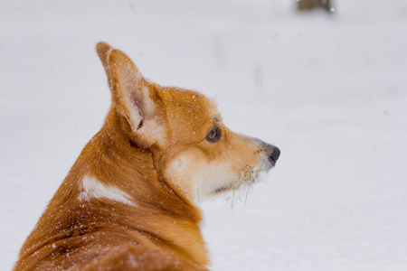 可爱的威尔士彭布罗克科吉肖像, 有趣的狗在雪地上的乐趣