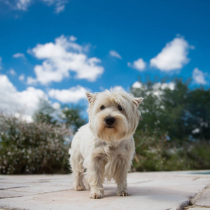 一只快乐的马耳他狗的画像在花园里夏天剪头发