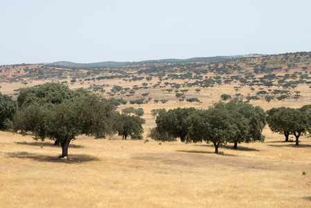 软木树附近 Por 梅尔图拉