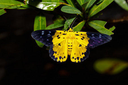 叶片上的蛹蛾照片