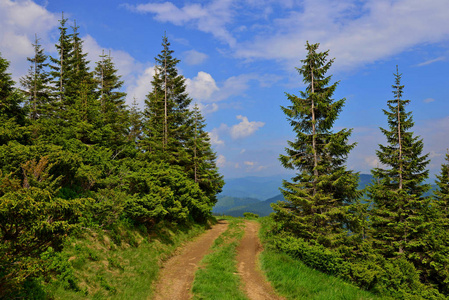 在乌克兰喀尔巴阡山的松树林道路