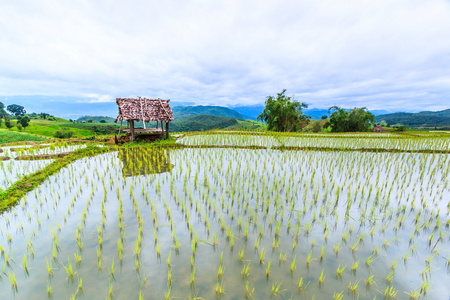 pa pong 丙稻田