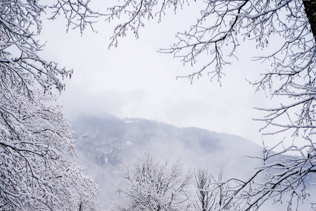 冬天的雪森林, 新的一年树对天空