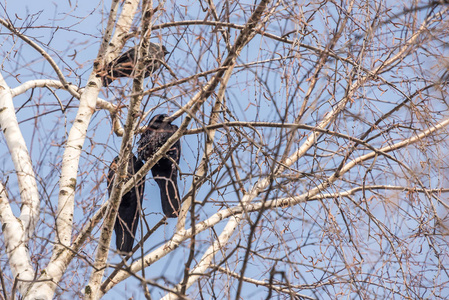黑乌鸦, 黑乌鸦坐在白桦树的树枝上