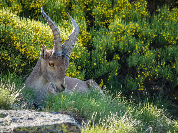 在丰富多彩的 spri 山上阿尔卑斯山羊 (普拉 pyrenaica)